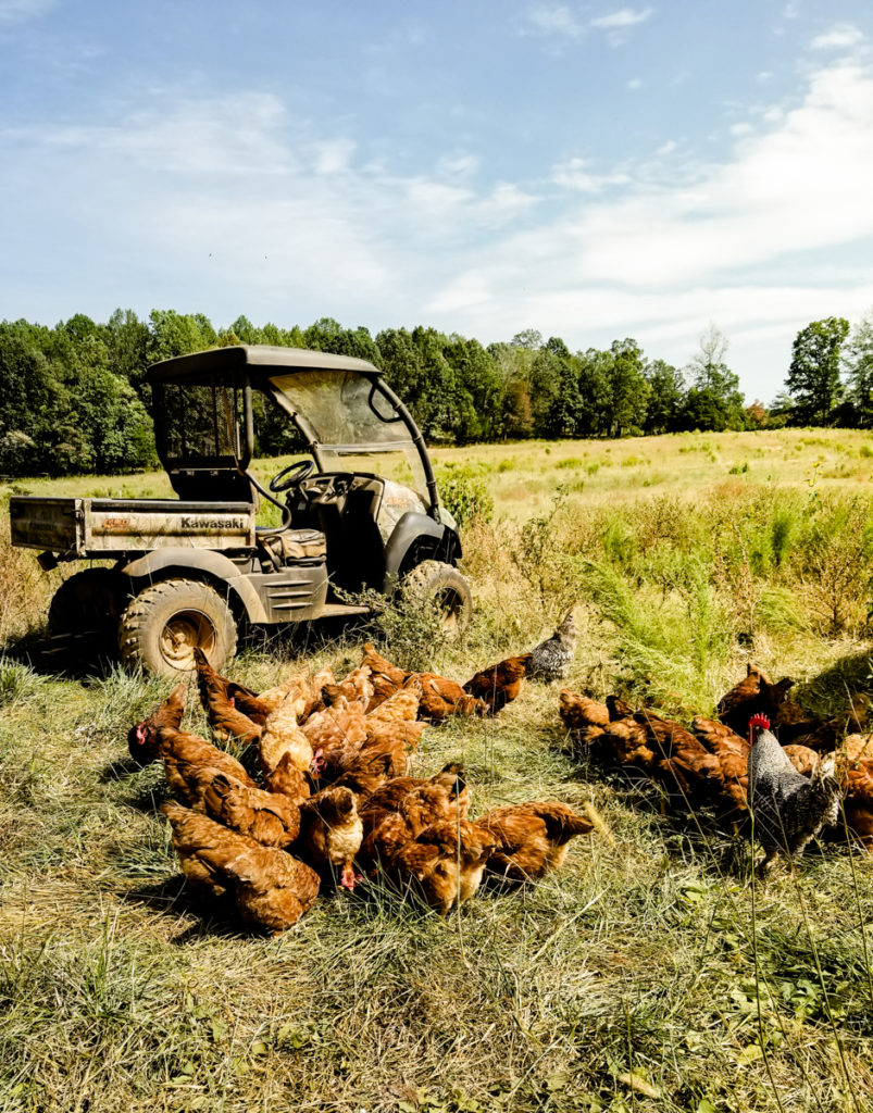 Chickens at Reverence Farms